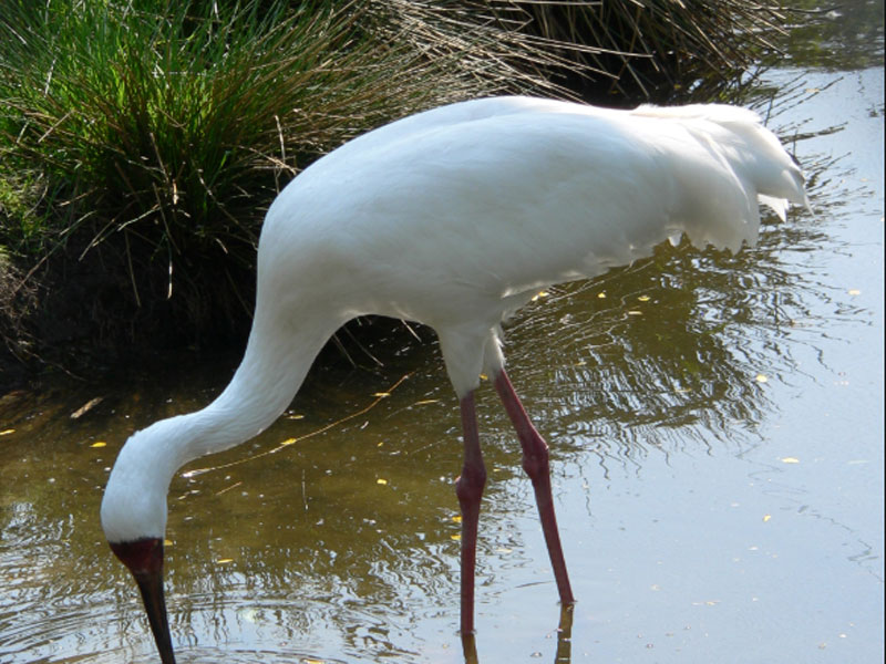 Siberian Crane